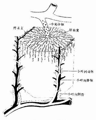 肝血竇