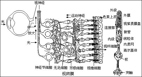 物理感受器