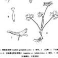 長軸唐古特延胡索