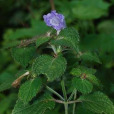 閉花紫雲菜