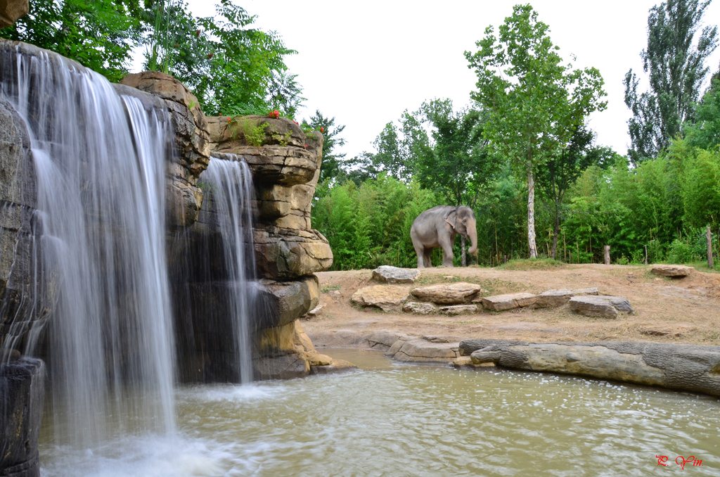 聖路易斯動物園