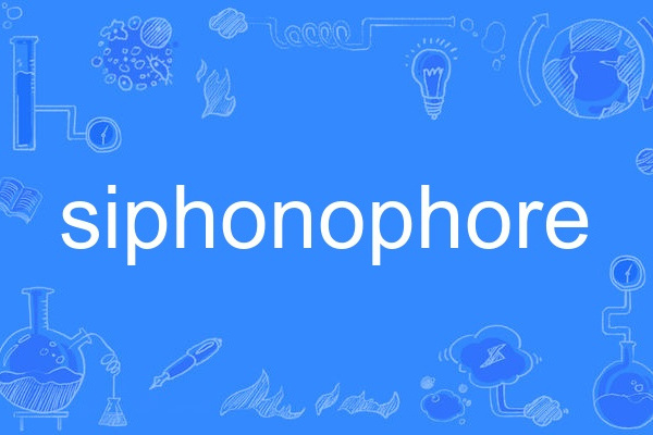 siphonophore