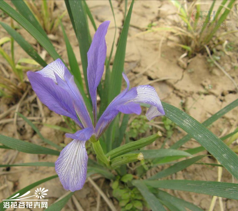 鹽草花