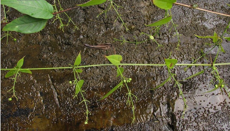 對葉茜草