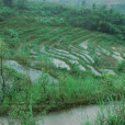 和平自然村(中和鎮天寧村下轄自然村)