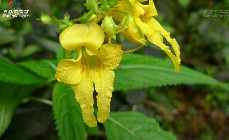 金鳳花 鳳仙花屬植物 形態特徵 產地生境 生長習性 繁殖方法 扦插 種子 栽培技 中文百科全書