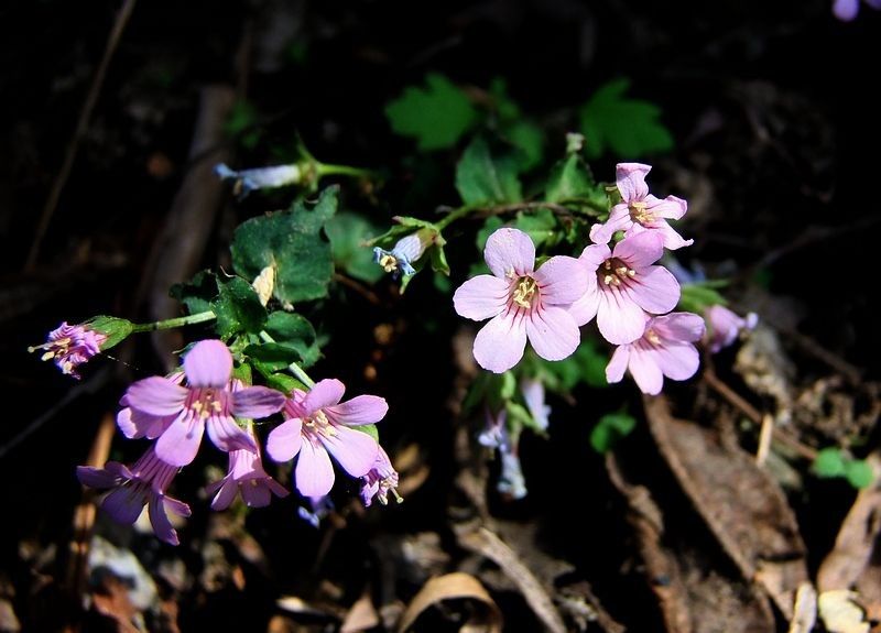 異花珍珠菜