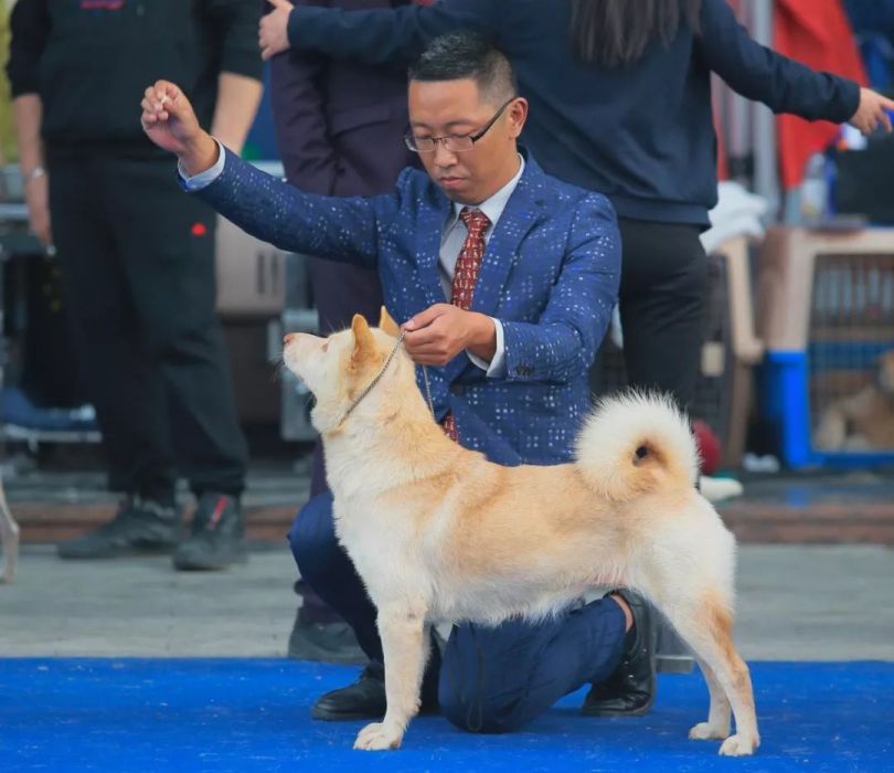 中華唐犬