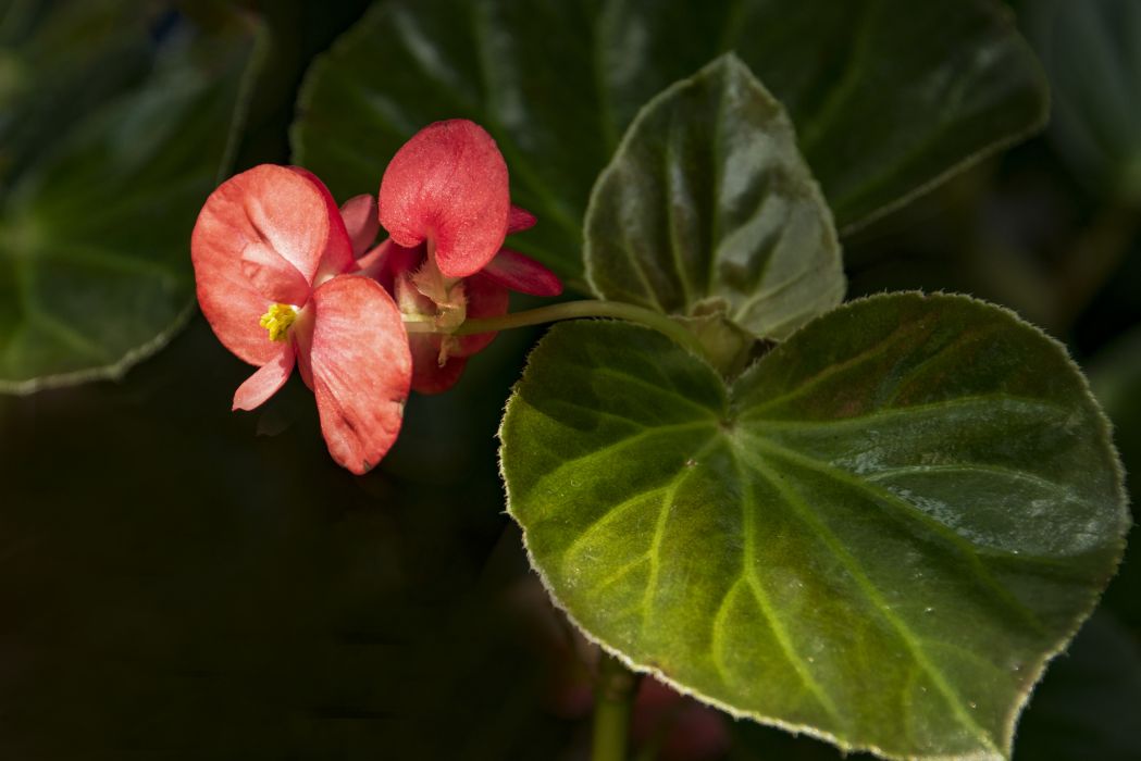 蜂窩秋海棠