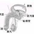 缺乏性的興趣和性活動的要求