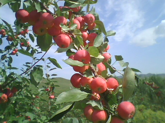 沙果(諸暨花紅)