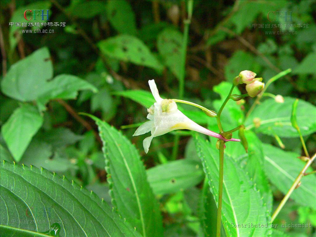 九龍山鳳仙花