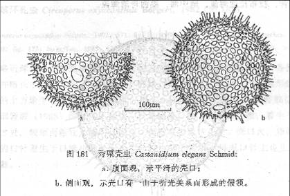 秀栗殼蟲