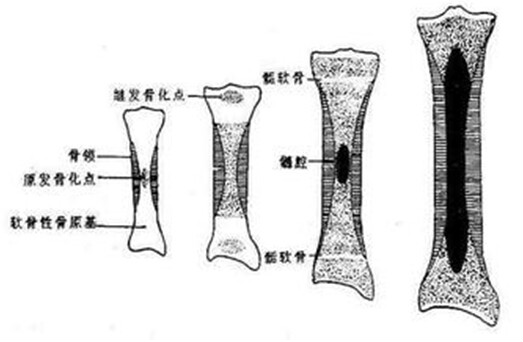 生長軸重組體系