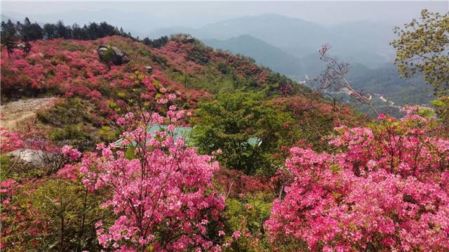 黃獅寨林場