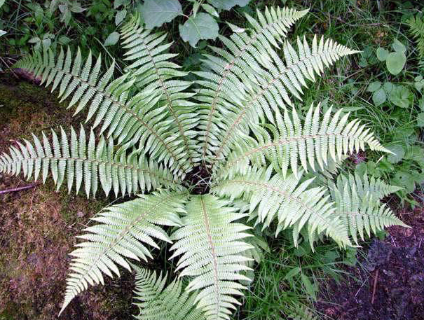 細鱗苔屬