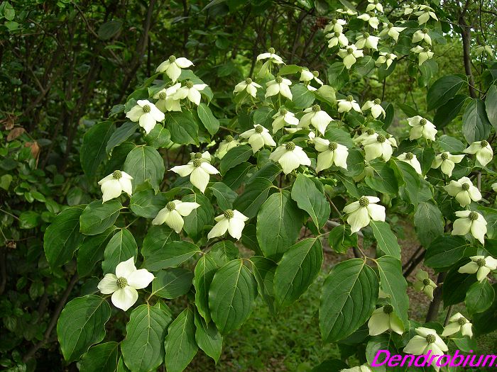 峨眉四照花