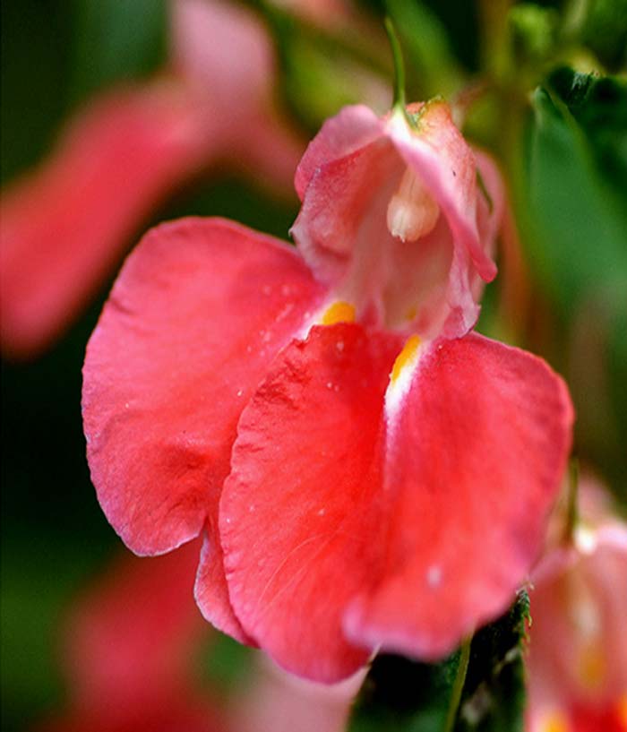 藏西鳳仙花