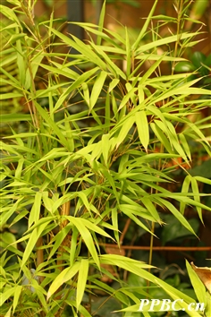 毛花酸竹 Acidosasa purpurea