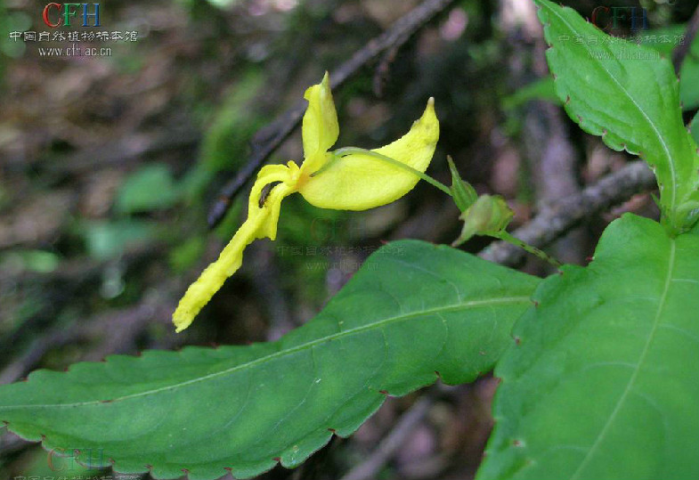 小距鳳仙花