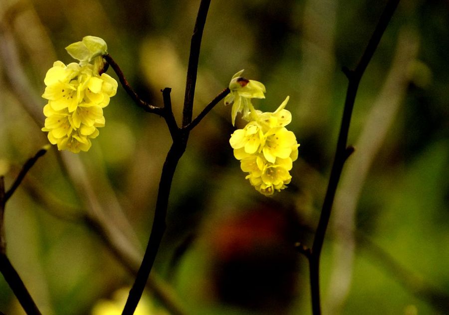 蠟瓣花組