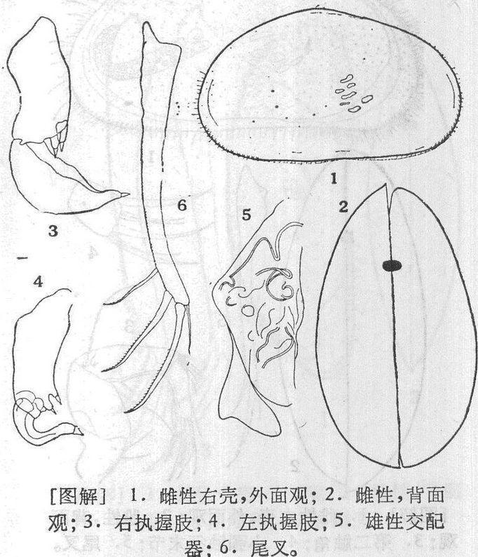 半圓異殼介蟲