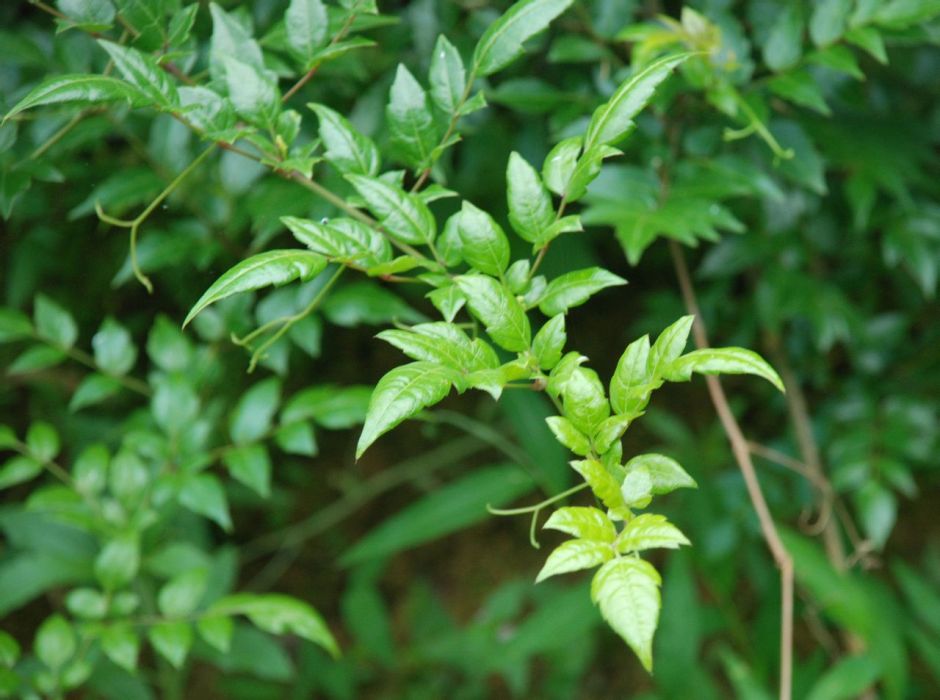 銀藤茶(端午茶)