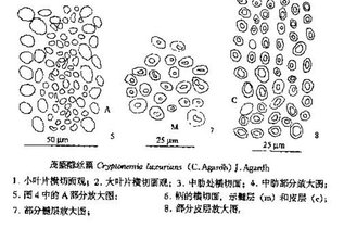 新海隱絲藻