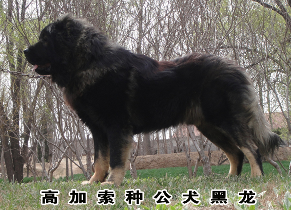 種公犬黑龍側身結構圖