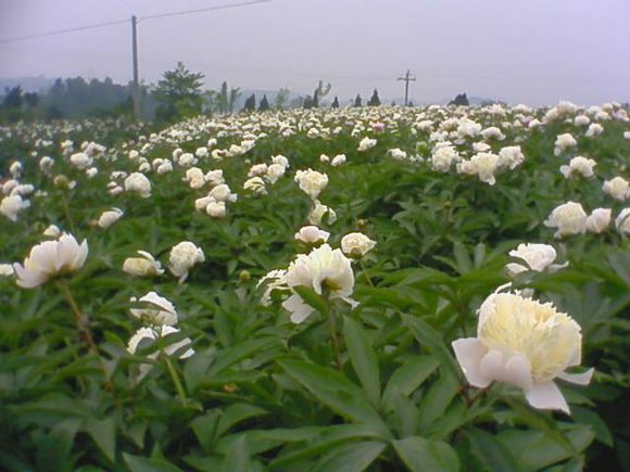 集鳳鎮芍藥種植基地——芍藥谷景區