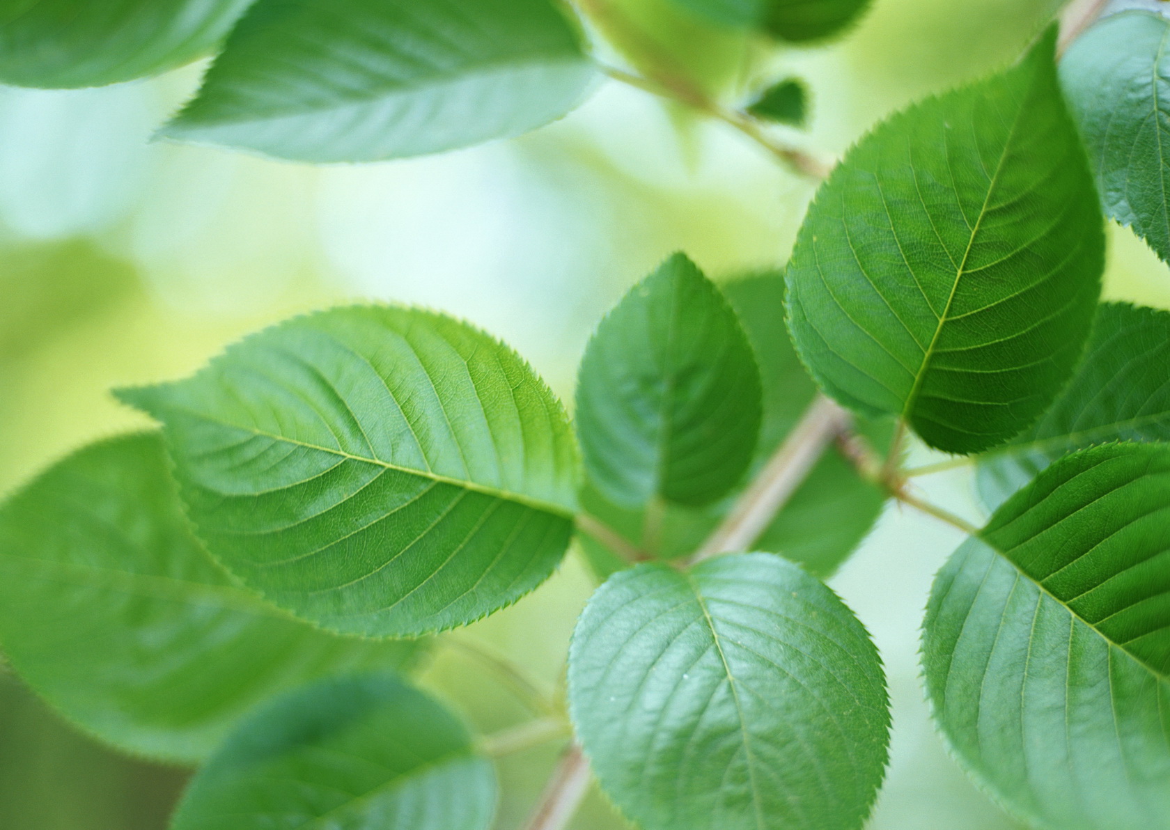 植物睡眠