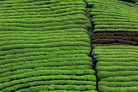 德清縣莫乾山百畝頂茶場