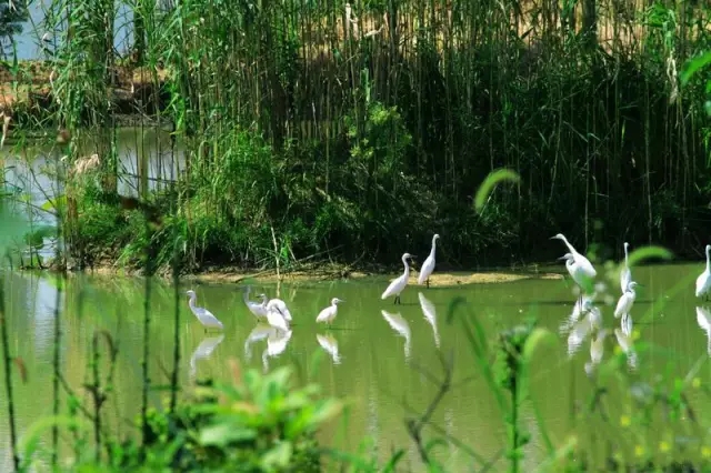 湖南黃家湖國家濕地公園