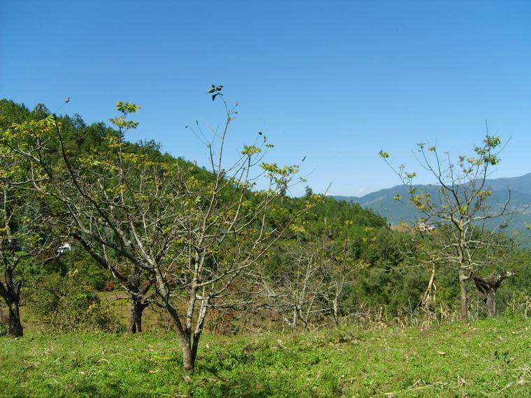 密古石村