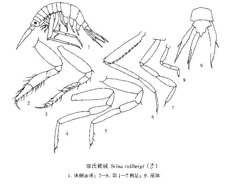 塗氏錐戎