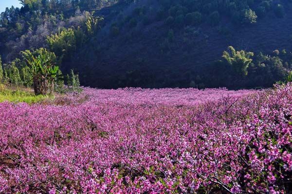 桃花箐村