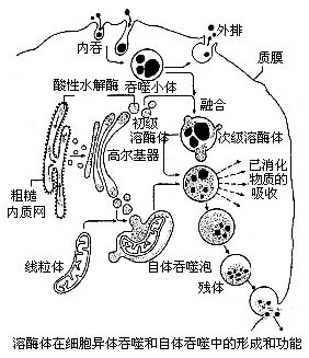 次級溶酶體