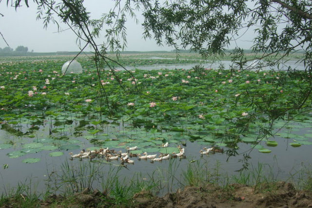 大慶蓮花湖