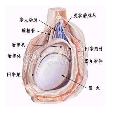 陰經增粗術