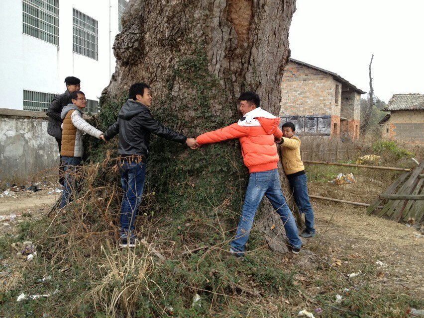 八人環保才能把千年古樟樹抱住