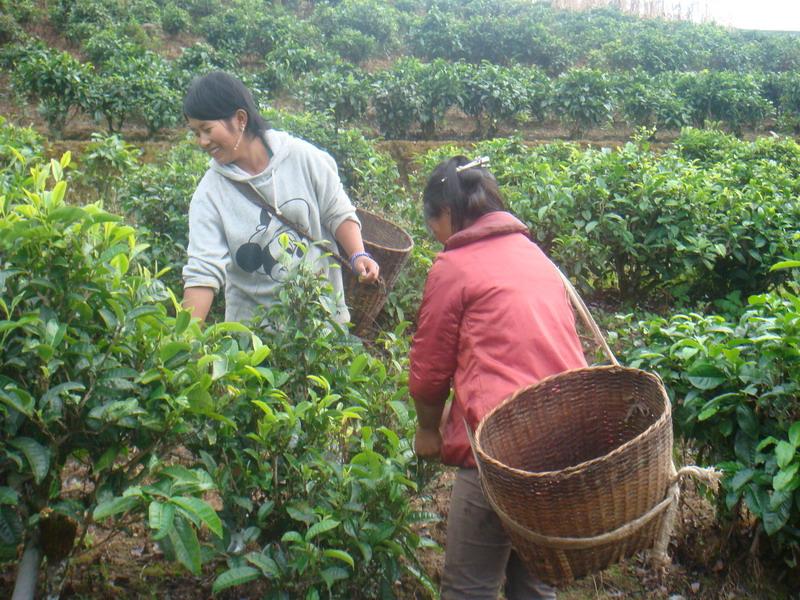 班嘎茶廠自然村