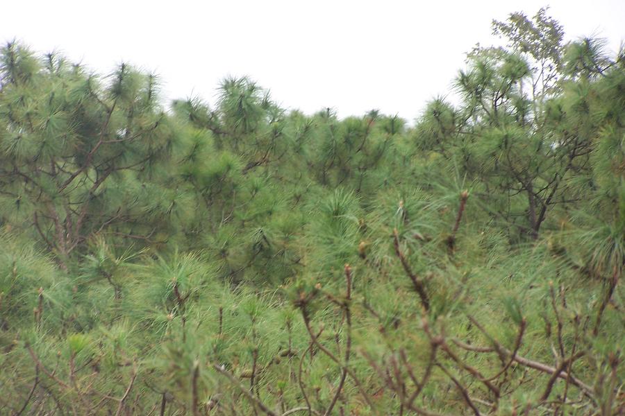 雨布宜村