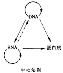 中子活化分析