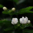 茉莉花(木樨科素馨屬植物)