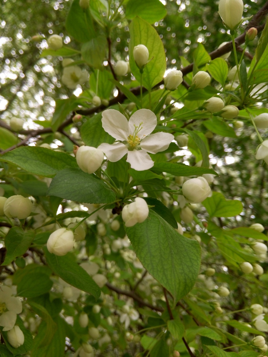 山荊子（原變型）