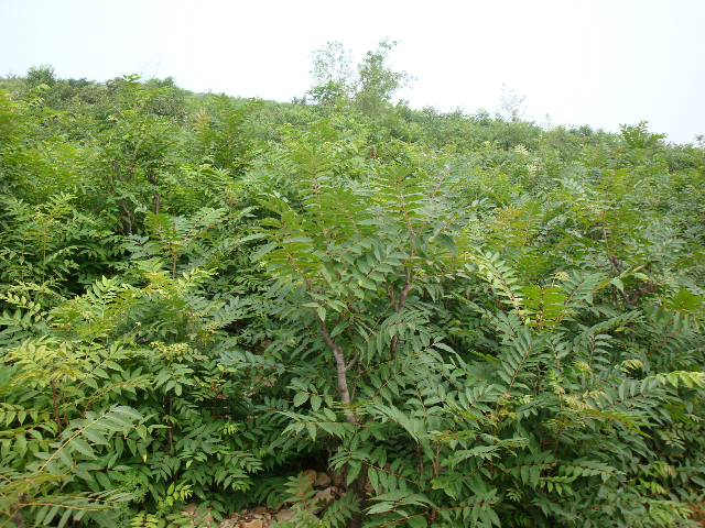 馬家寨子香椿