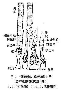 視細胞層