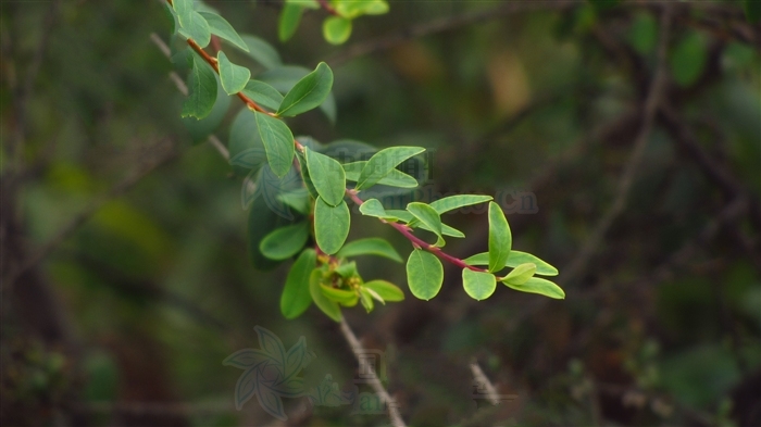 拍攝民勤沙生植物園 ：細枝繡線菊