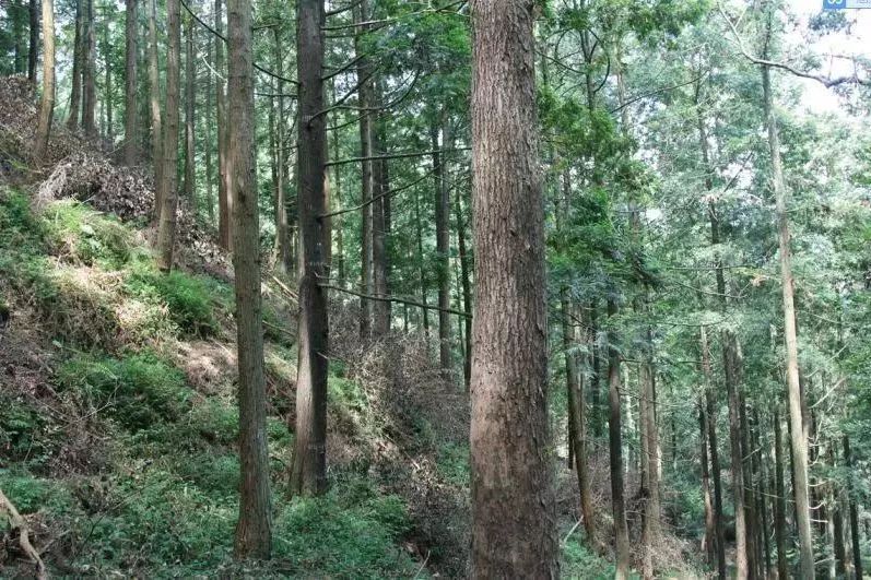 天鵝山林場國家杉木良種基地