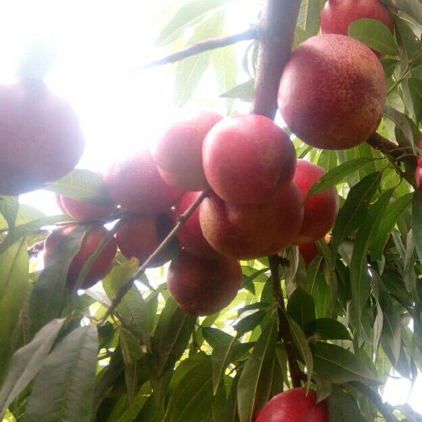 立夏紅油桃